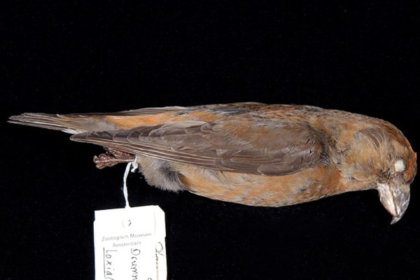 Scottish Crossbill