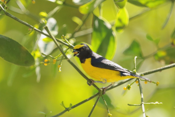 Scrub euphonia