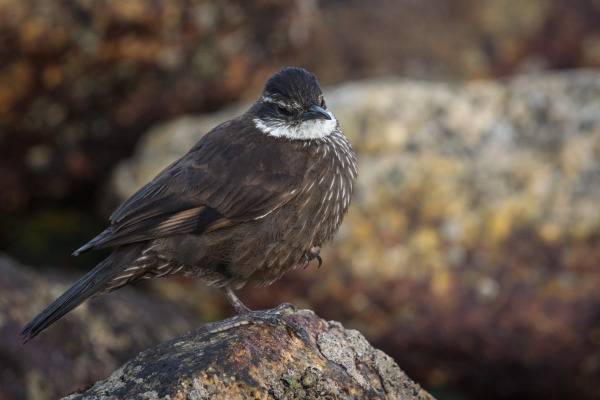 Seaside Cinclodes