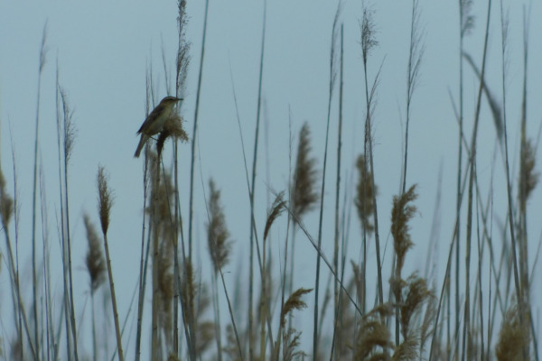 Sedge Warbler