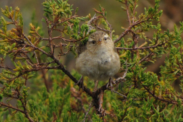 Sedge Wren