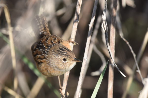 Sedge Wren