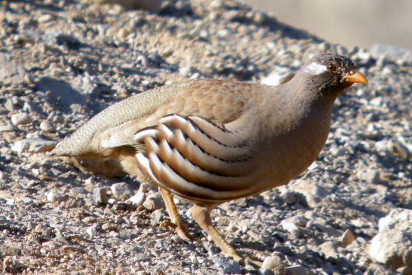 See-see partridge