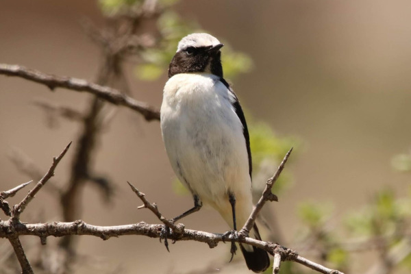 Seebohm's Wheatear
