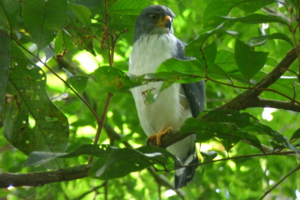 Semiplumbeous Hawk