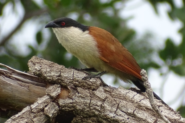 Senegal Coucal