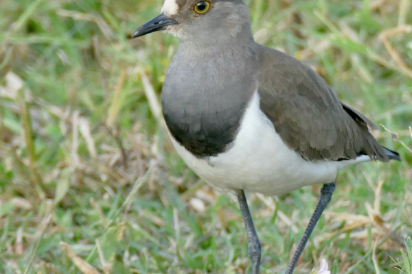 Senegal Lapwing