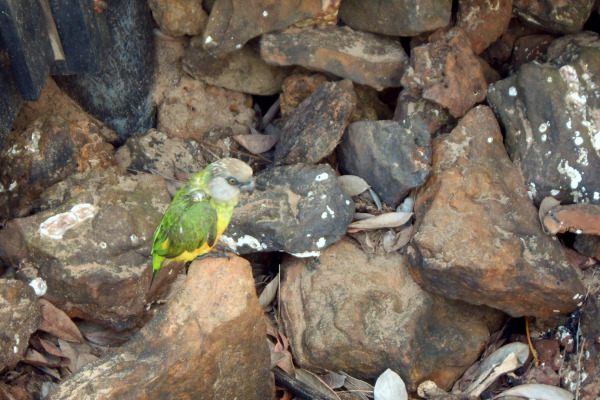 Senegal Parrot