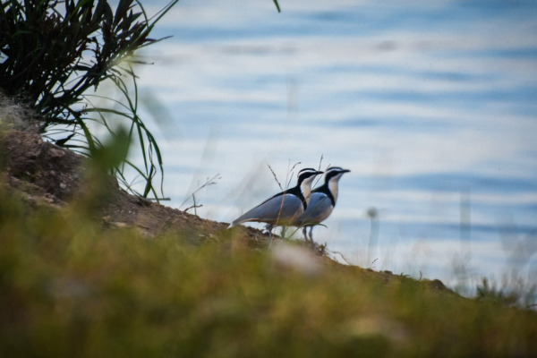 Senegal Thick-knee