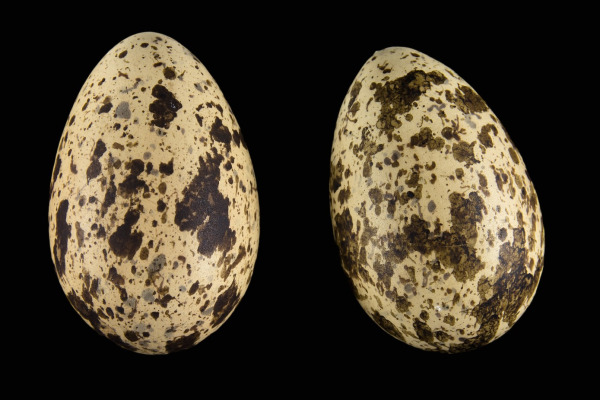 Senegal Thick-knee