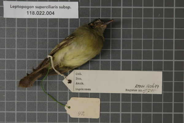 Sepia-capped Flycatcher