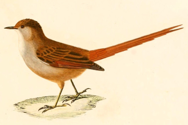 Sepia-capped Flycatcher