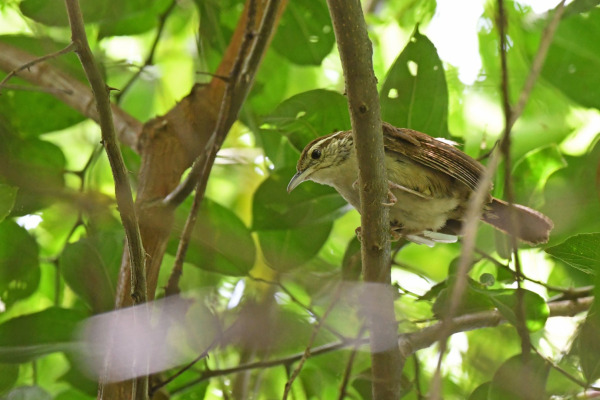 Sernai's gnatcatcher