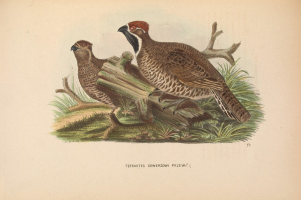 Severtsov's Grouse
