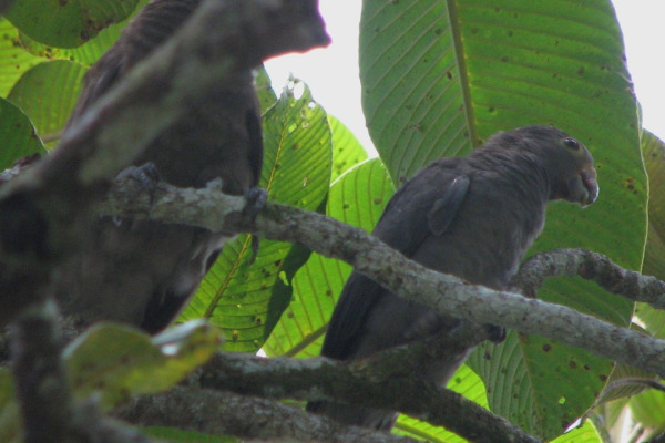 Seychelles Black Parrot