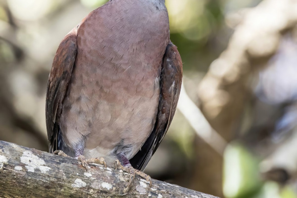 Seychelles Blue Pigeon