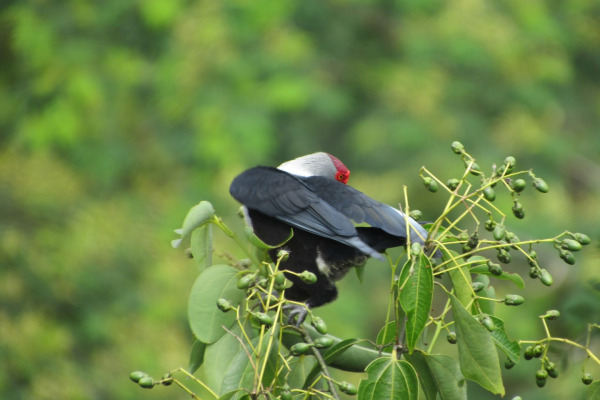 Seychelles Blue Pigeon