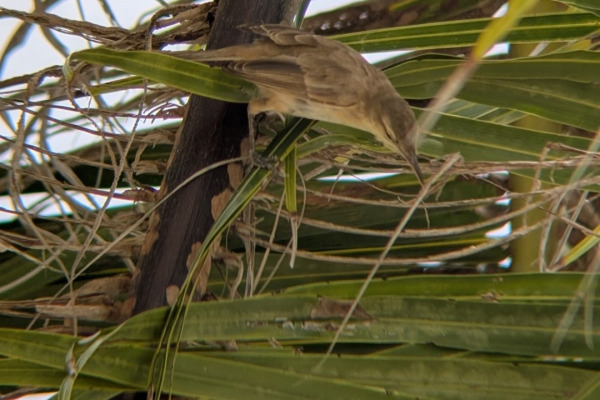 Seychelles Brush Warbler