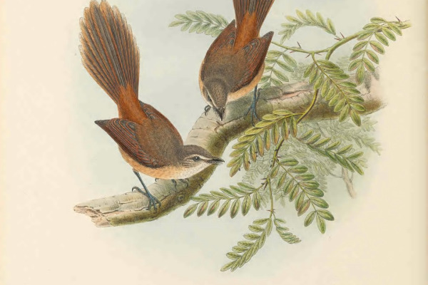 Seychelles Fantail