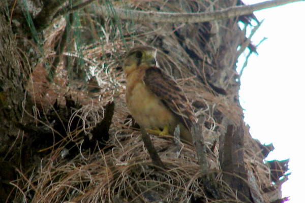 Seychelles kestrel