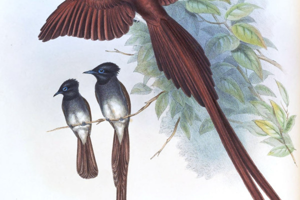 Seychelles Paradise Flycatcher