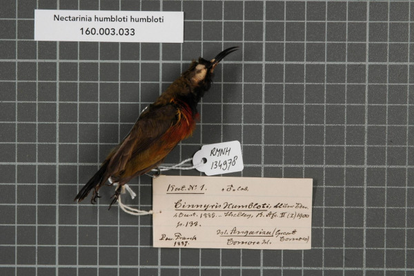Seychelles Sunbird