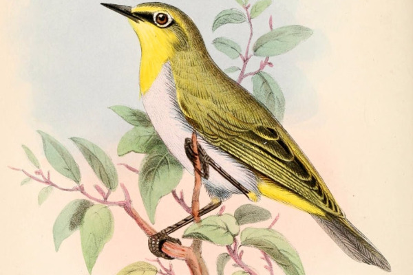 Seychelles White-eye