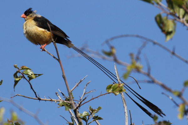 Shaft-tailed Whydah