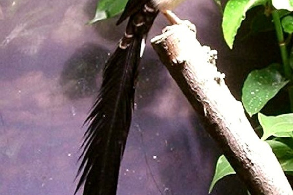 Shaft-tailed Whydah