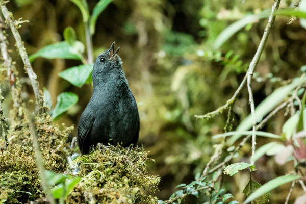 Sharp-billed Treehunter