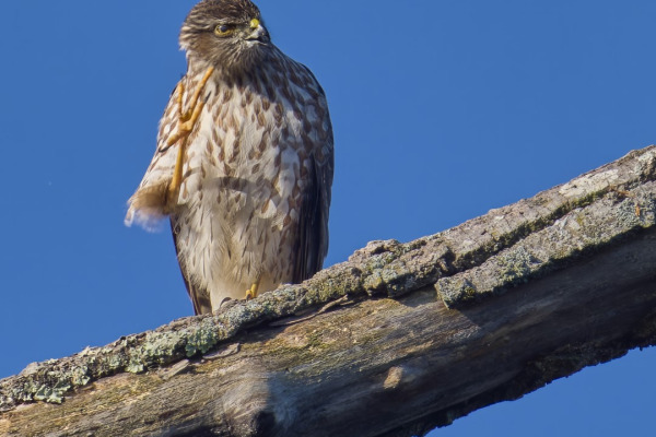 Sharp-shinned Hawk