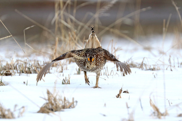 Sharp-tailed grouse