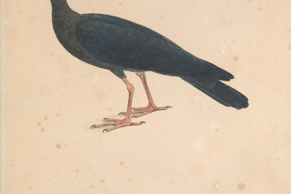 Sharp-tailed ibis