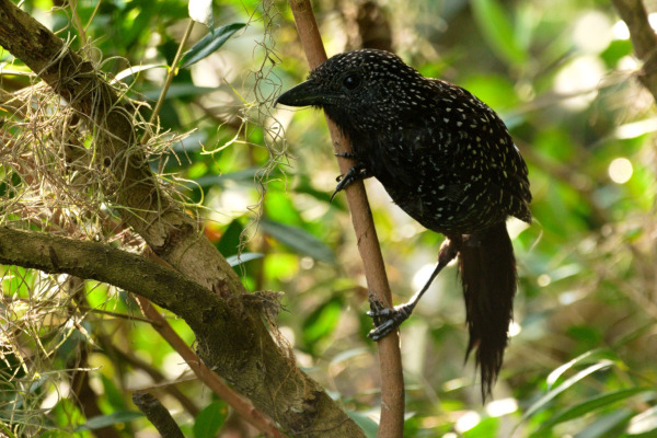 Sharp-tailed Streamcreeper