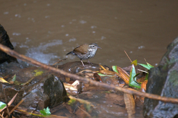 Sharp-tailed Streamcreeper