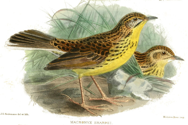 Sharpe's Longclaw