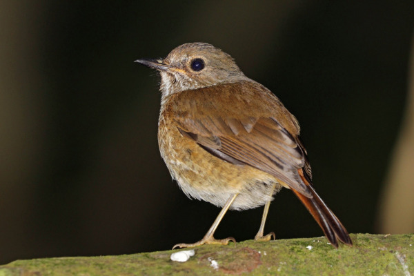 Sharpe's Robin