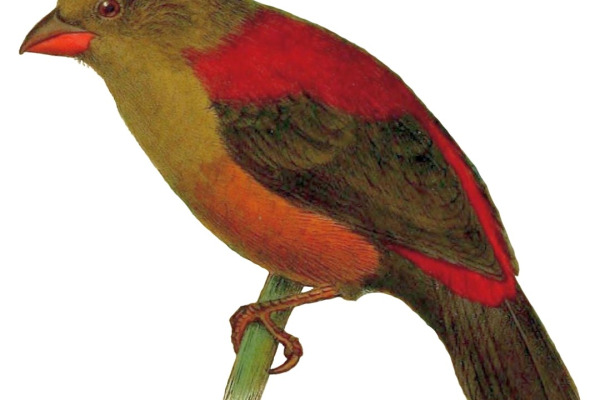 Shelley's Crimsonwing