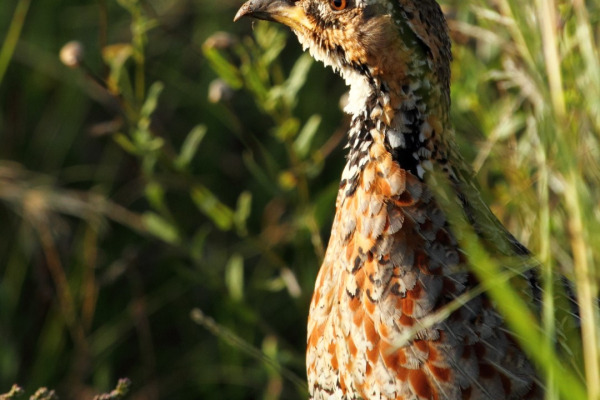 Shelley's Francolin