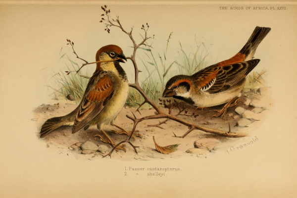 Shelley's Rufous Sparrow