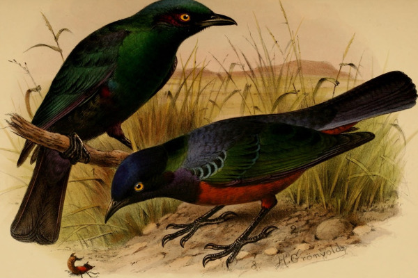 Shelley's Starling