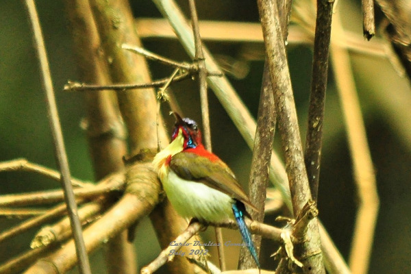 Shelley's Sunbird