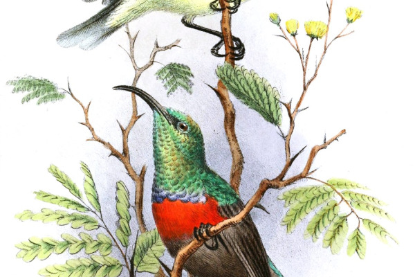 Shelley's Sunbird