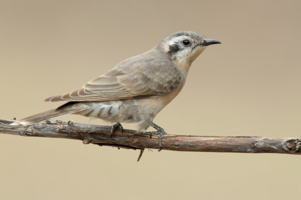 Shining Bronze-Cuckoo