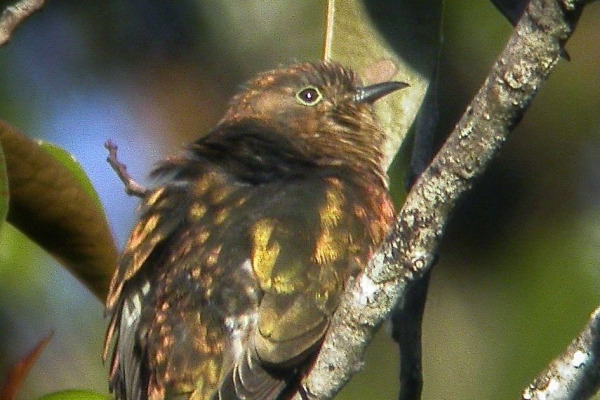 Shining Bronze-Cuckoo