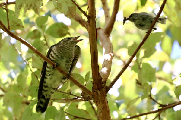 Shining Bronze-Cuckoo