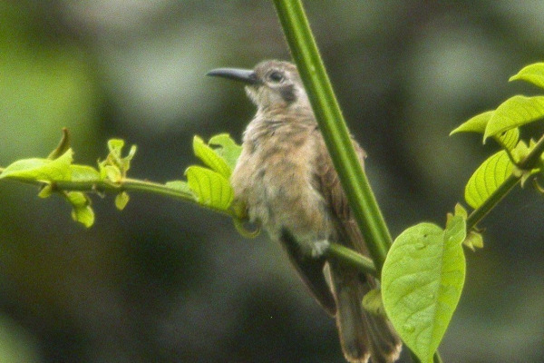 Shining Bronze-Cuckoo
