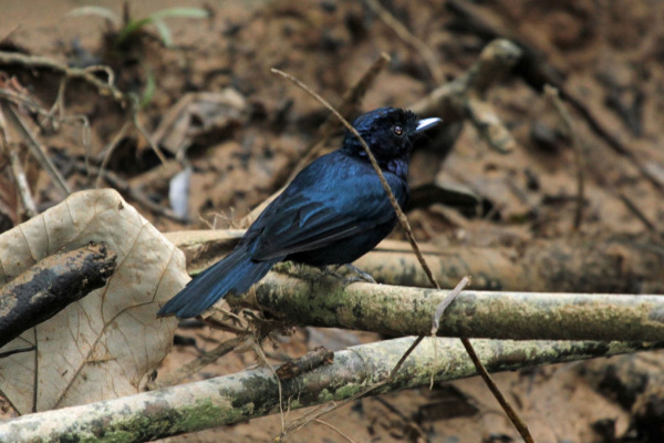 Shining Flycatcher