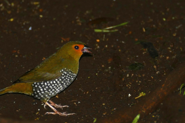 Shining Honeycreeper