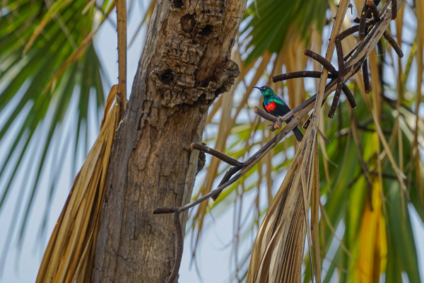 Shining Sunbird